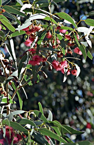  flower leaf plant eucalyptus