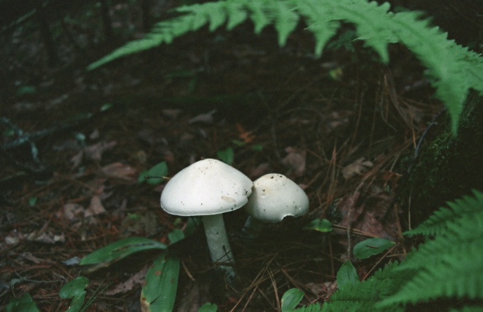 woods floor fungus