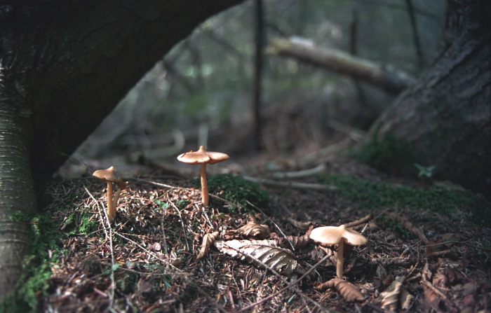 woods floor fungus