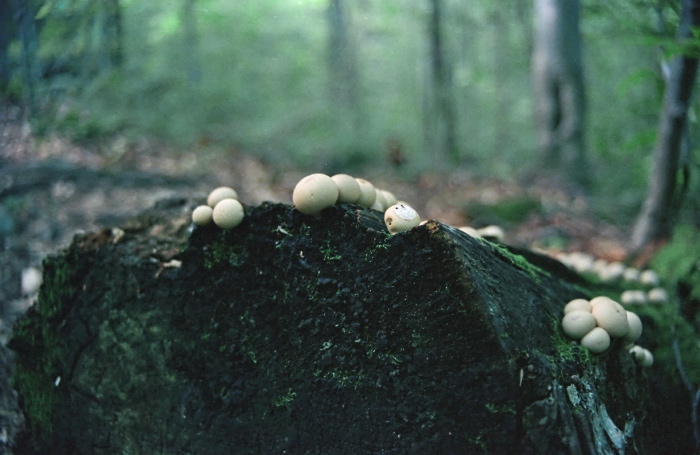 woods floor fungus