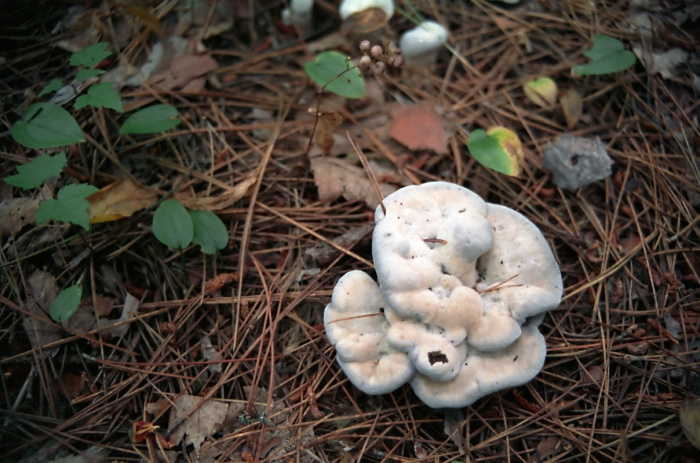 woods floor fungus