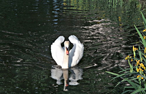 lake bird swan
