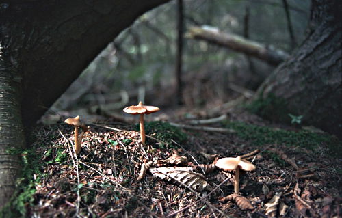 woods floor fungus