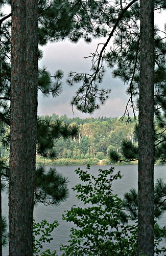 woods silhouette lake