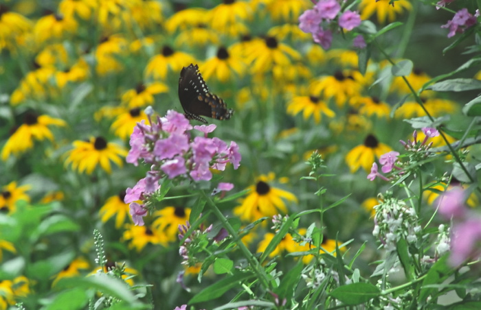 garden flower plant daisy plant phlox insect butterfly