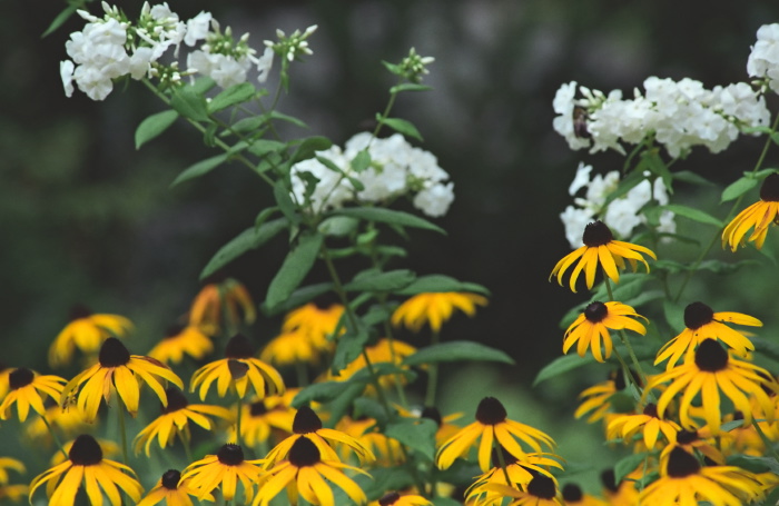 garden flower plant daisy plant phlox