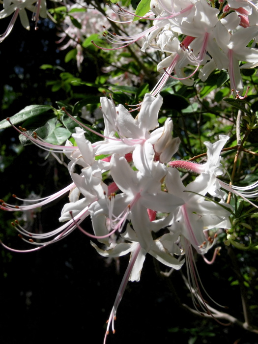 garden flower plant azalea