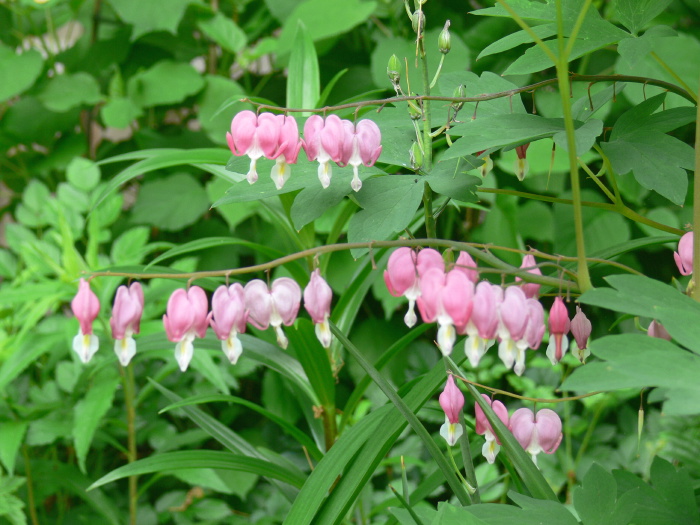 garden flower plant dicentra