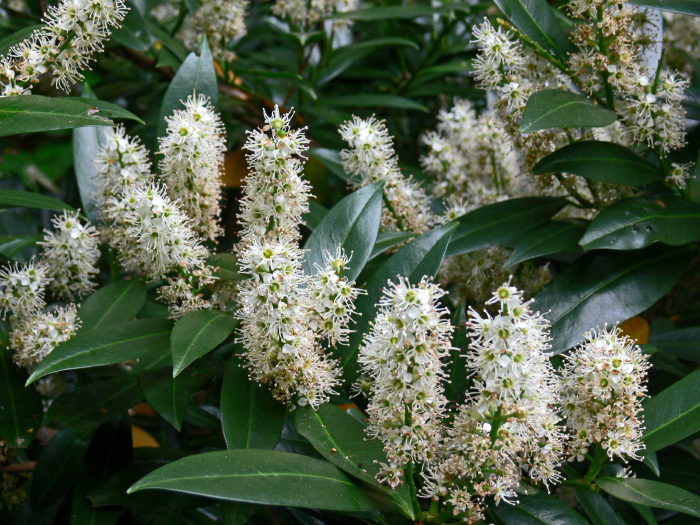 garden flower leaf plant laurel