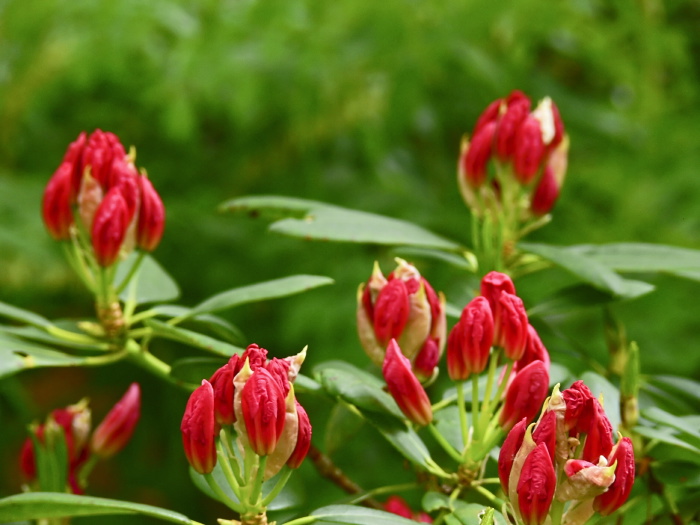 garden bud plant rhododendron