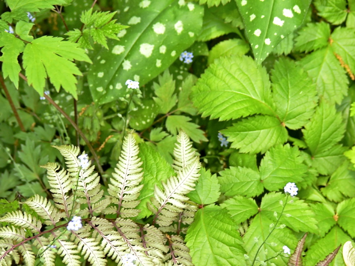 garden leaf plant fern plant lungwort