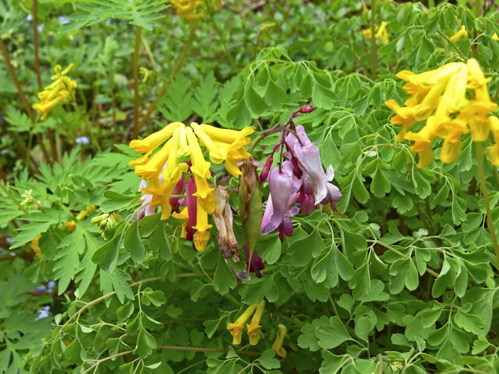 garden flower plant corydalis plant dicentra