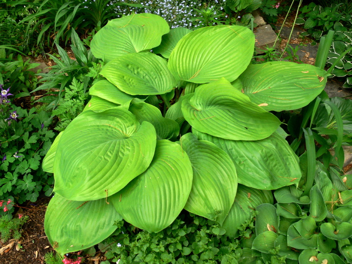 garden leaf plant hosta