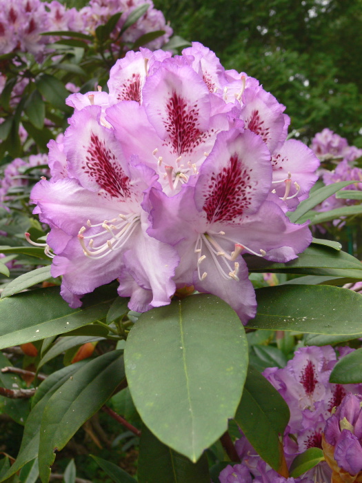 garden flower plant rhododendron