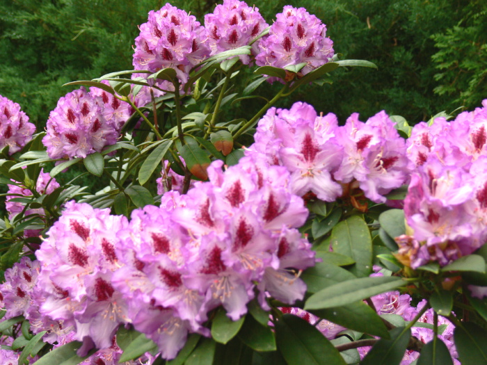 garden flower plant rhododendron