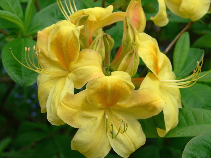 garden flower plant azalea