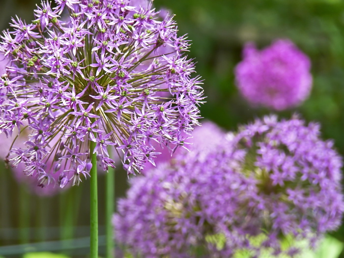 garden flower plant allium