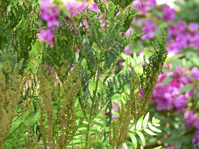 garden plant fern