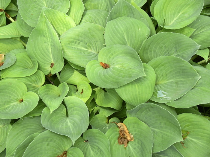 garden leaf plant hosta