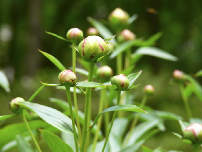 garden bud plant peony