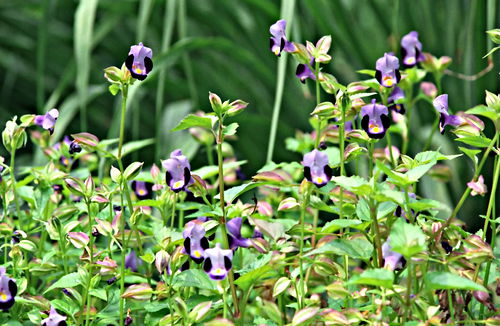 garden flower plant torenia