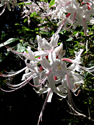 garden flower plant azalea