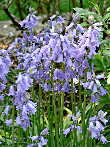 garden flower plant bluebell