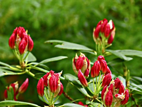 garden bud plant rhododendron