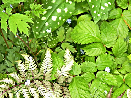 garden leaf plant fern plant lungwort