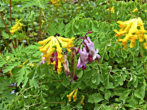 garden flower plant corydalis plant dicentra