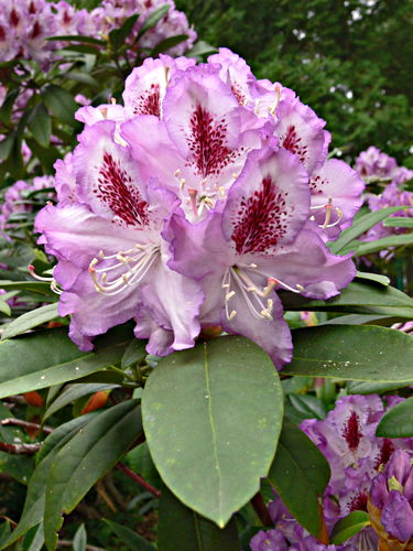 garden flower plant rhododendron