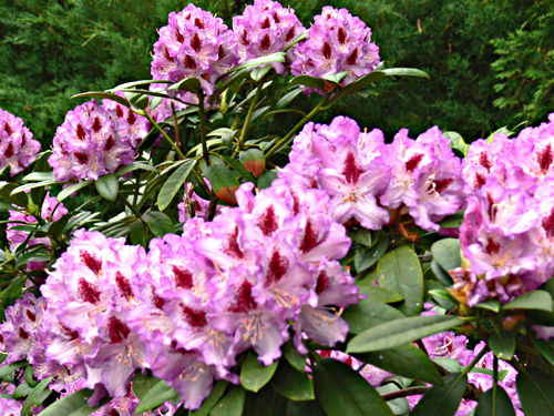 garden flower plant rhododendron