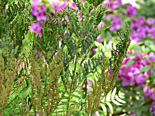garden plant fern