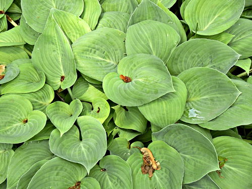 garden leaf plant hosta