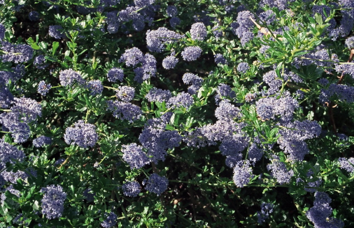 garden flower plant ceanothus