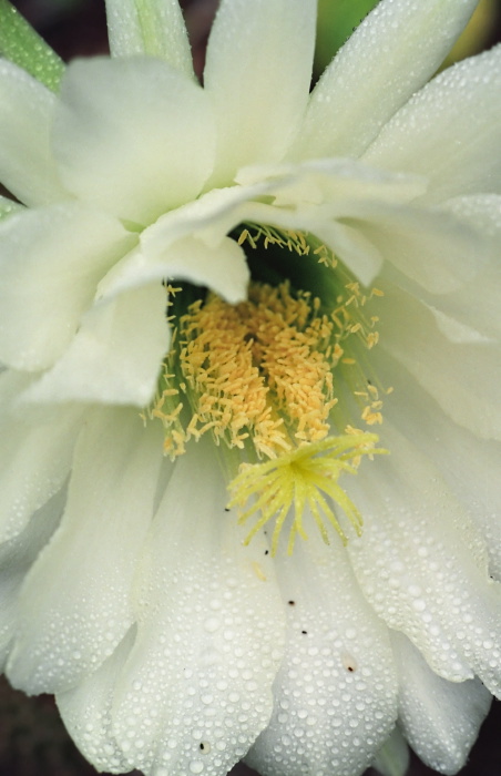 garden flower plant cactus