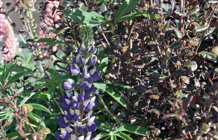 garden flower plant lophomyrtus plant lupine