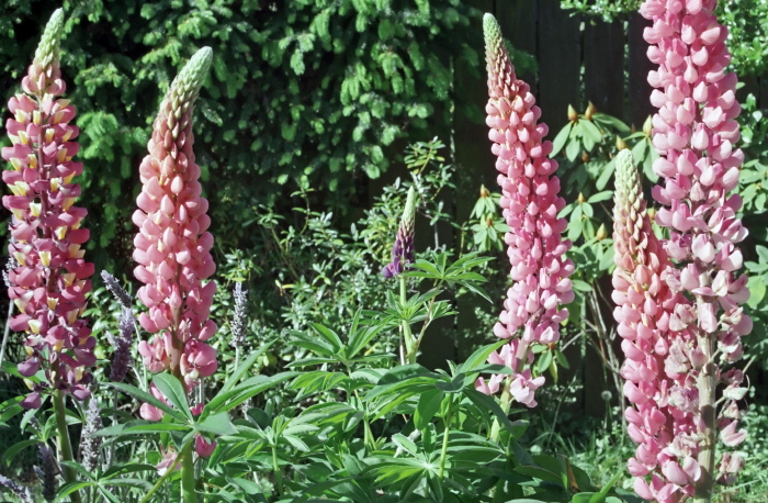 garden flower plant lupine