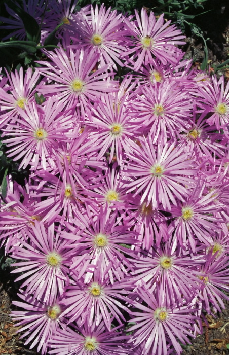 garden flower plant aster