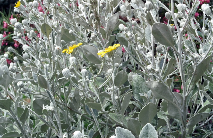 garden flower leaf plant senecio