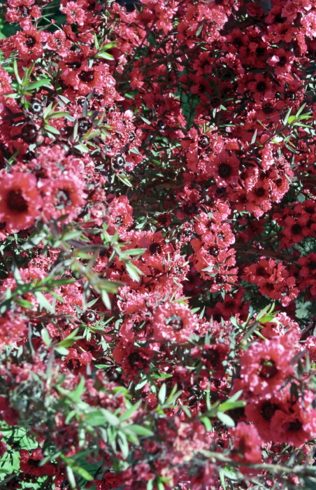 garden flower plant leptospermum (manuka)