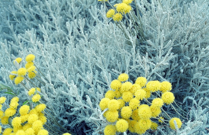 garden flower plant santolina