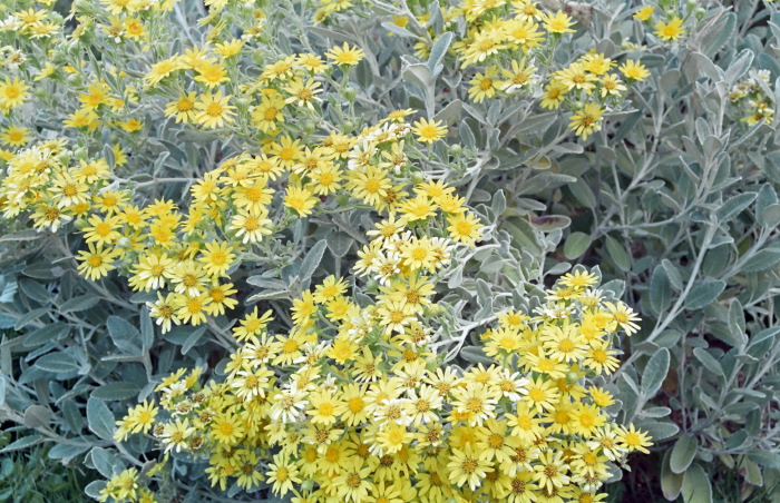 garden flower plant senecio