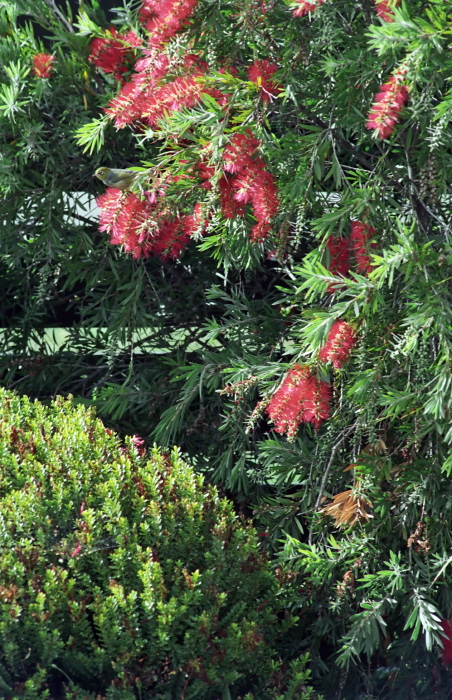 garden bird silvereye plant callistemon plant hebe