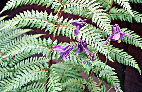 garden flower plant aquilegia plant fern
