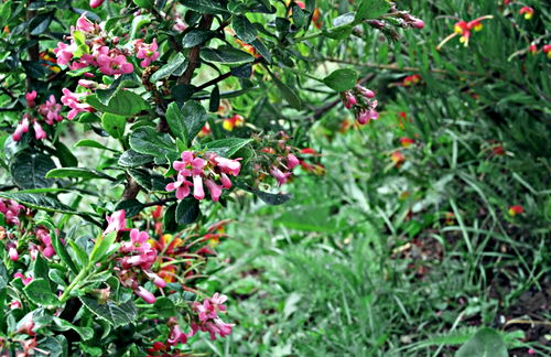 garden flower plant escallonia