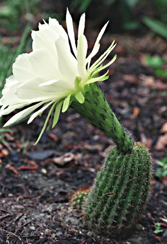 garden flower plant cactus