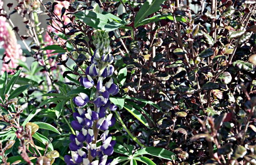 garden flower plant lophomyrtus plant lupine