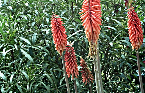 garden flower plant five-finger (pseudopanax) plant kniphofia