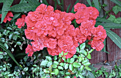 garden flower plant rose